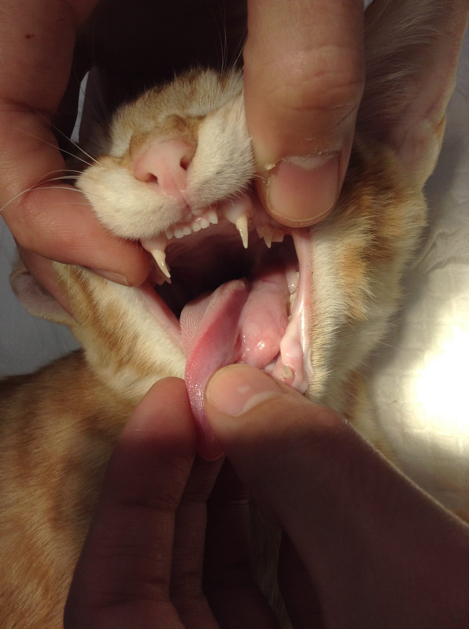 ネコちゃんの唾液腺嚢胞