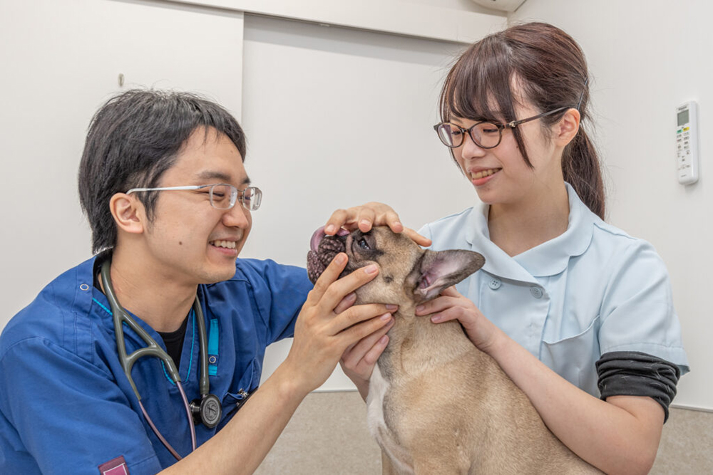 避妊|福岡県那珂川市のこばやし動物病院