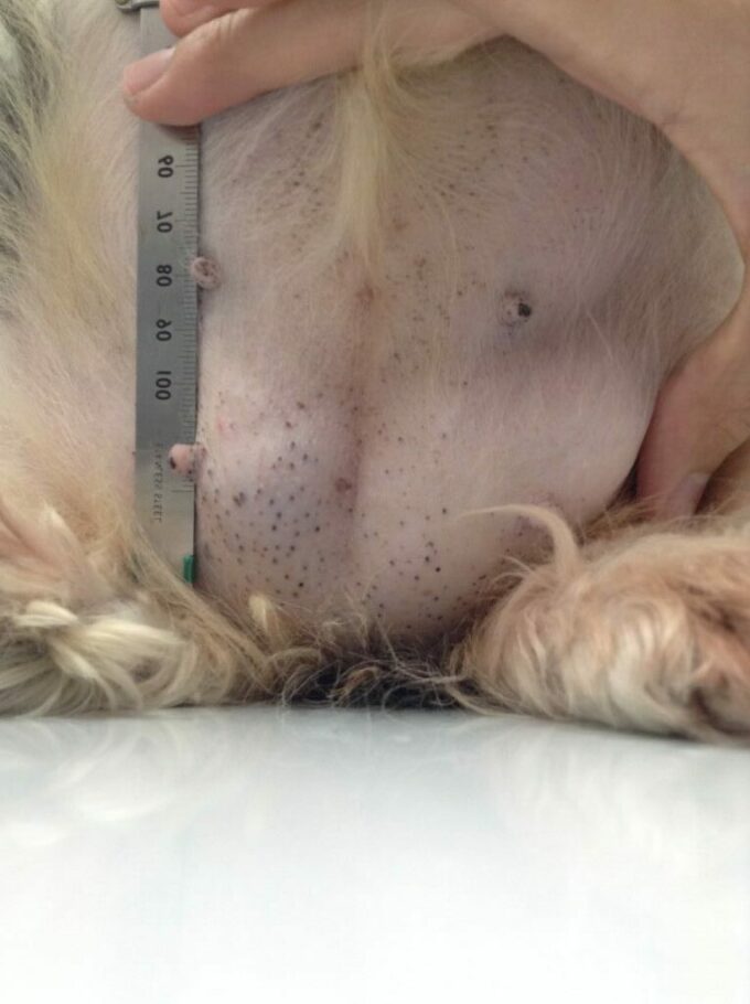 犬の乳腺腫